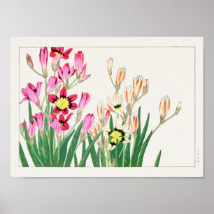 African corn lily by Tanigami Konan Poster