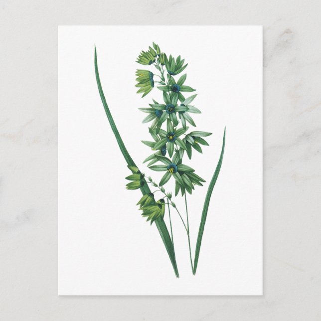 African corn lily(Ixia viridiflora) by Redouté Postcard (Front)