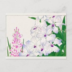 African corn lily, Vanda coerulea, Tanigami Konan Postcard