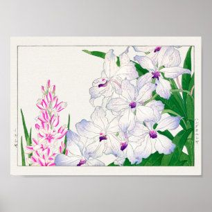 African corn lily, Vanda coerulea, Tanigami Konan Poster