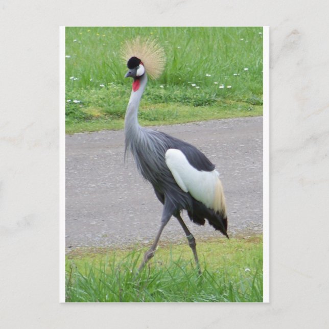 African Crested Crane Postcard (Front)