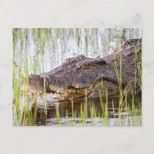 African Crocodile Postcard