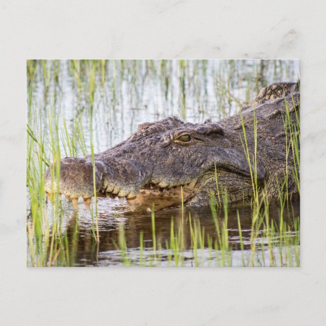African Crocodile Postcard (Front)
