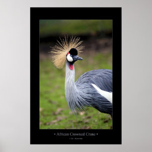 African Crowned Crane Poster