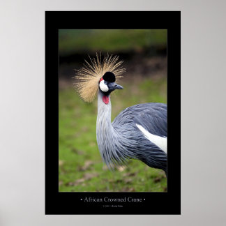 African Crowned Crane Poster