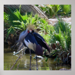 African crowned crane print