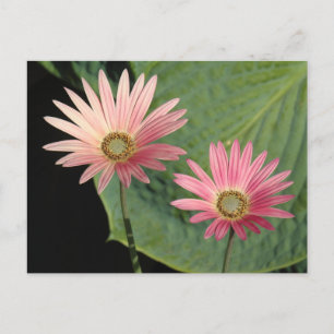 African Daisies Bute Park, Cardiff, Wales Postcard