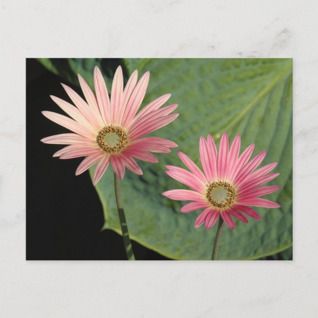  African Daisies Bute Park, Cardiff, Wales Postcard (Front)