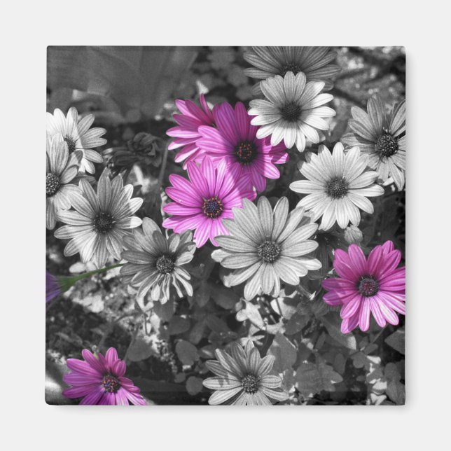 African Daisies BW Floral Magnet (Front)