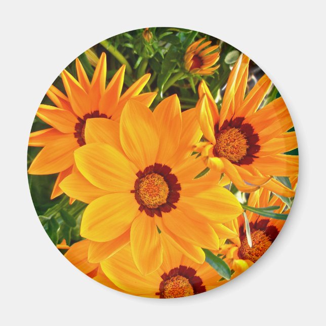 African Daisies Magnet (Front)
