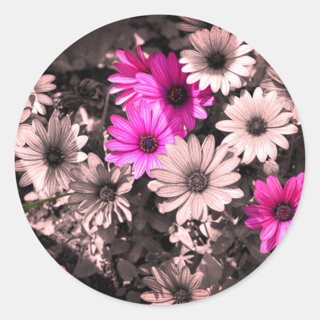 African Daisies Partial Colour Classic Round Sticker (Front)