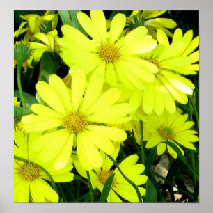 African Daisies Print