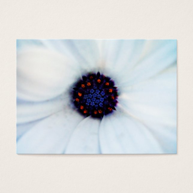 African daisy (Front)