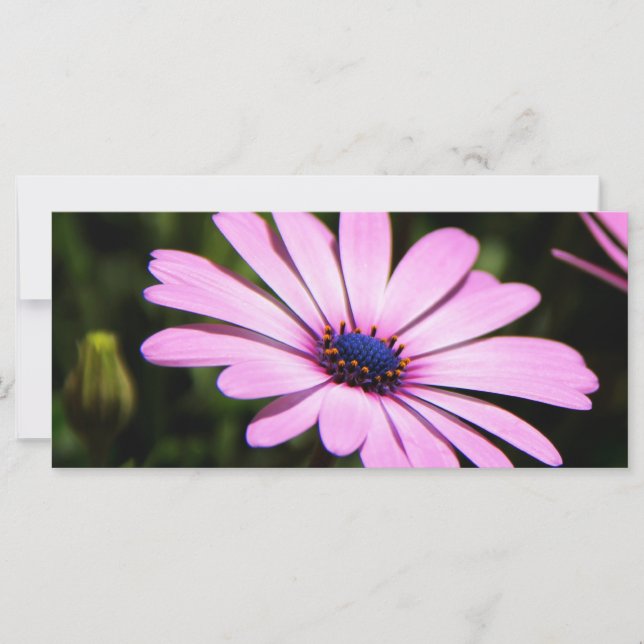 African Daisy (Front)