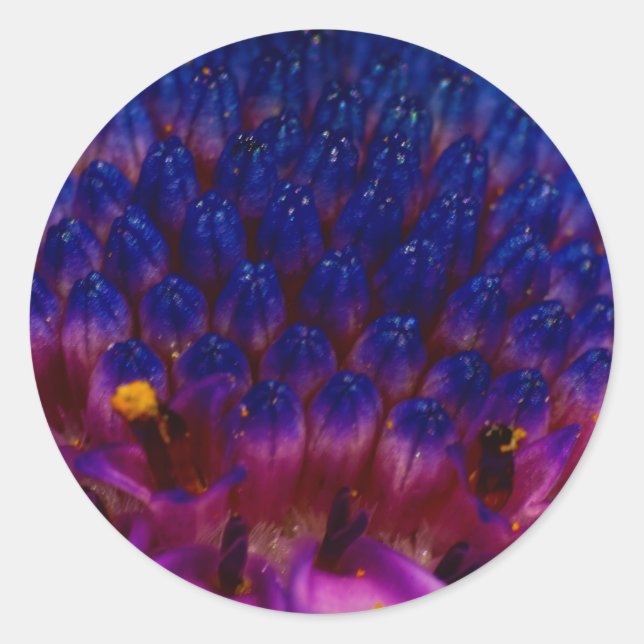 African Daisy Blossom Round Sticker (Front)