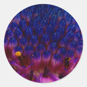 African Daisy Blossom Round Sticker