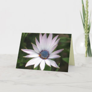 African Daisy Card