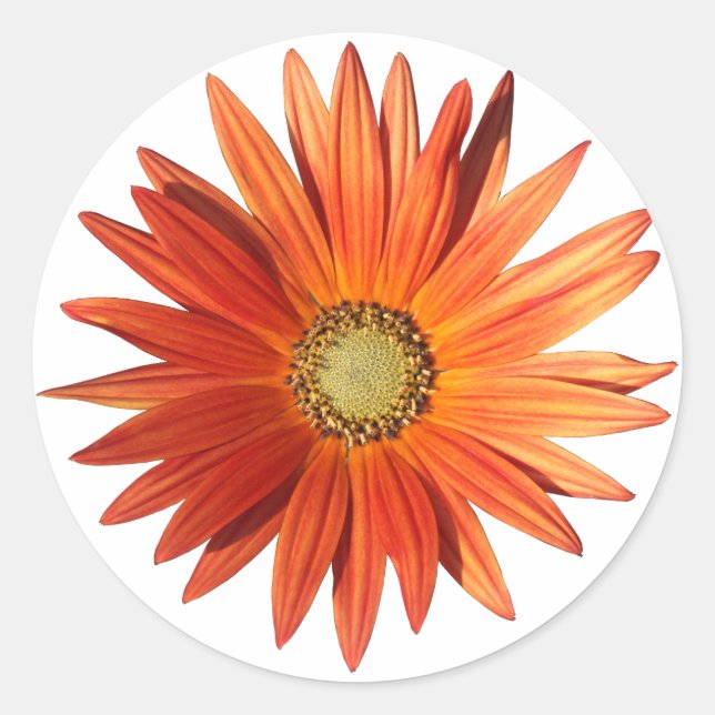 African Daisy Classic Round Sticker (Front)