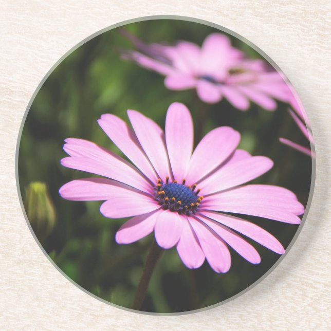 African Daisy Coaster (Front)