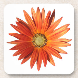 African Daisy Coaster