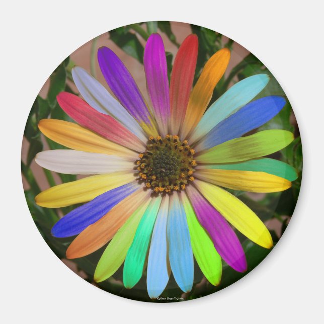 African Daisy Colourful-Magnet Magnet (Front)