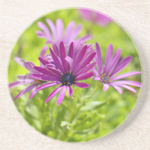 African Daisy Flower Coaster