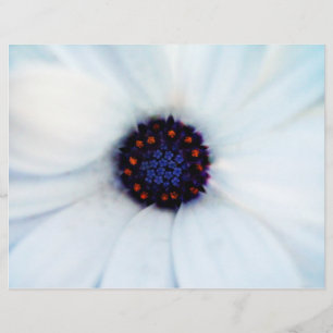 African Daisy Flower Flyer