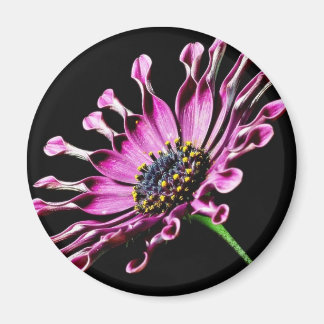 African Daisy Flower Magnet