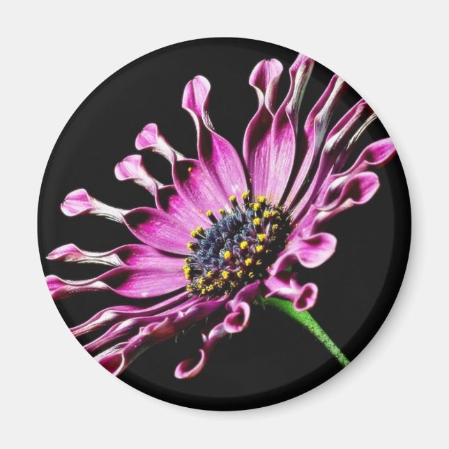 African Daisy Flower Magnet (Front)