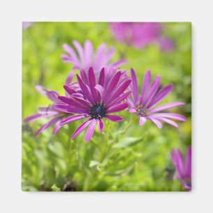 African Daisy Flower Magnet