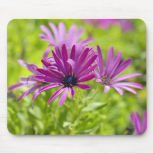 African Daisy Flower Mousepad