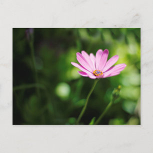 African Daisy Flower Photograph Postcard