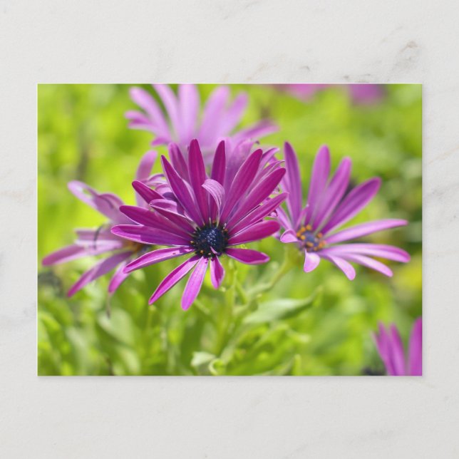 African Daisy Flower Postcard (Front)