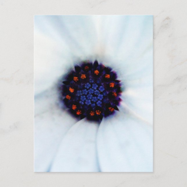 African Daisy Flower Postcard (Front)
