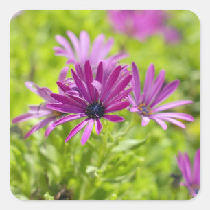 African Daisy Flower Sticker