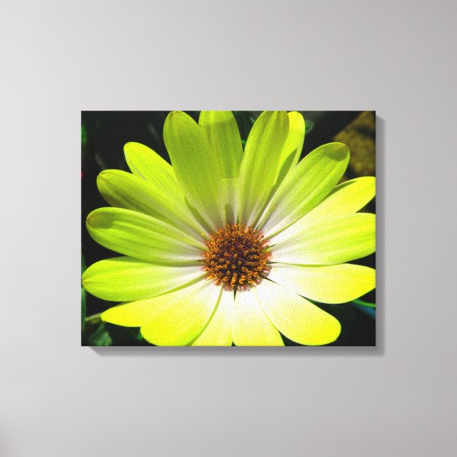 African Daisy Fluorescent Yellow Canvas Print (Front)