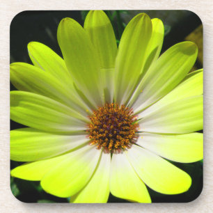 African Daisy Fluorescent Yellow Cork Coaster