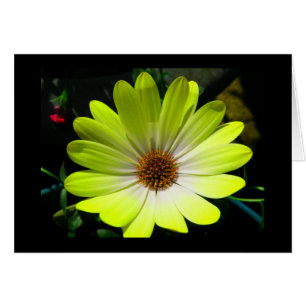 African Daisy Fluorescent Yellow Greeting Card