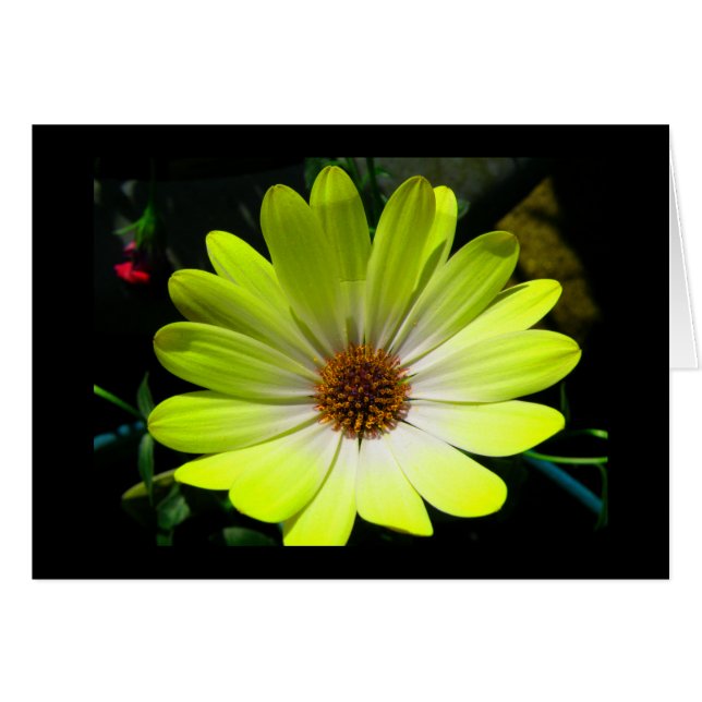 African Daisy Fluorescent Yellow Greeting Card (Front Horizontal)