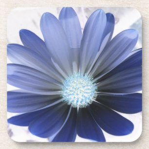 African Daisy Glowing Blue Cork Coaster