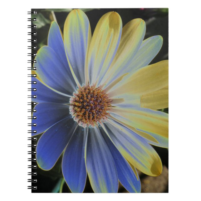 African Daisy Lapis and Gold Notebook (Front)
