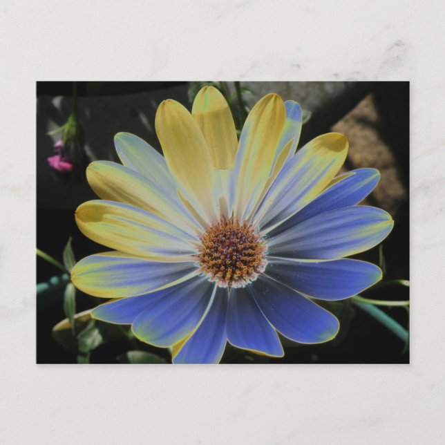 African Daisy Lapis and Gold Postcard (Front)