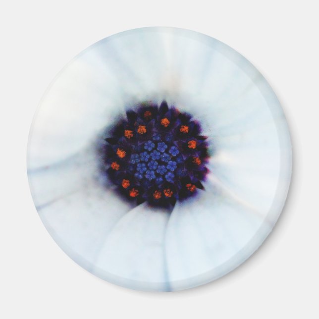 African Daisy Magnet (Front)