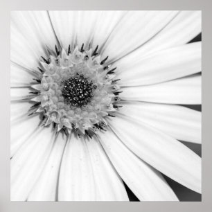 African Daisy Monochrome Floral Poster