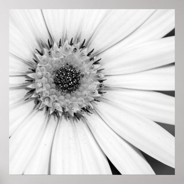 African Daisy Monochrome Floral Poster (Front)