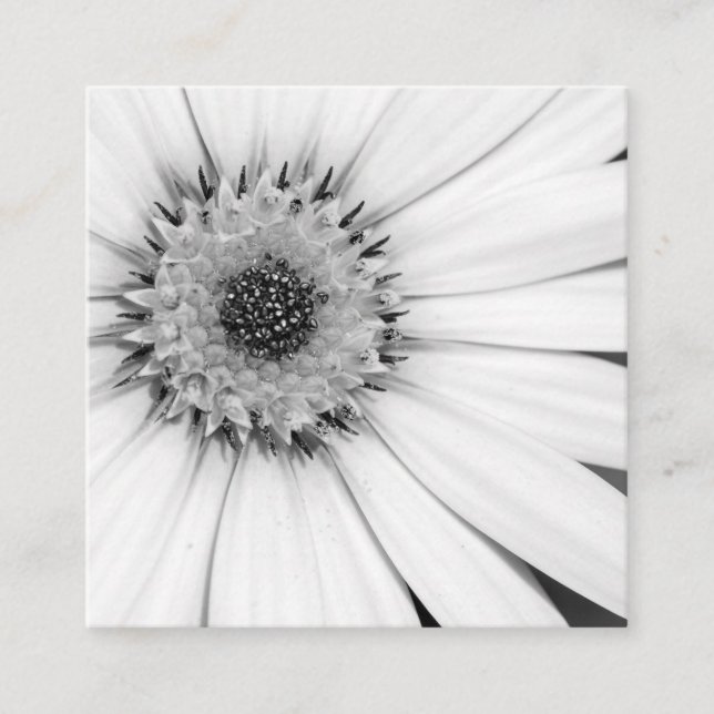 African Daisy Monochrome Floral Square Business Ca Square Business Card (Front)