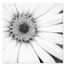 African Daisy Monochrome Photo