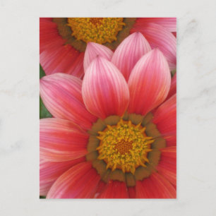 African Daisy Postcard