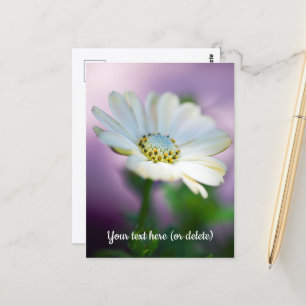African Daisy Postcard