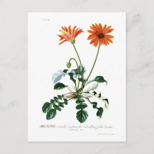 African Daisy Postcard